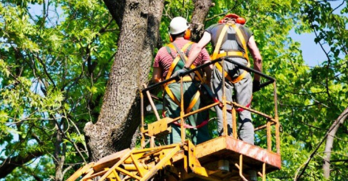 independent tree contractor