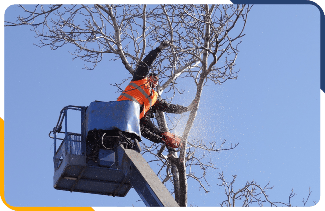 2 men in boom lift trimming tree