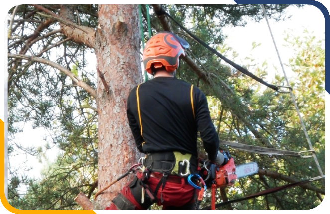 man cutting tree